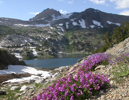 Saddlebag-lake-flowers.jpg