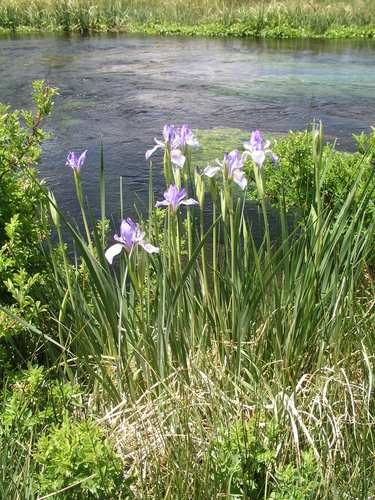 Wild-Iris.jpg